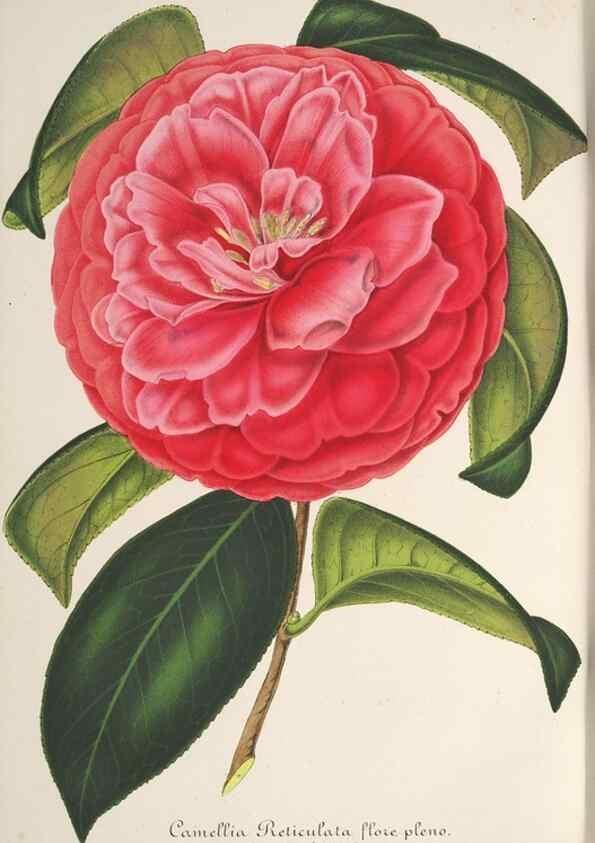 Reproducción/Reproduction 49687365673: L'Illustration horticole :. Gand, Belgium :Imprimerie et lithographie de F. et E. Gyselnyck,1854-1896.. 