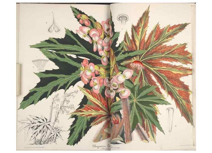 Reproducción/Reproduction 49688202167: L'Illustration horticole :. Gand, Belgium :Imprimerie et lithographie de F. et E. Gyselnyck,1854-1896.. 