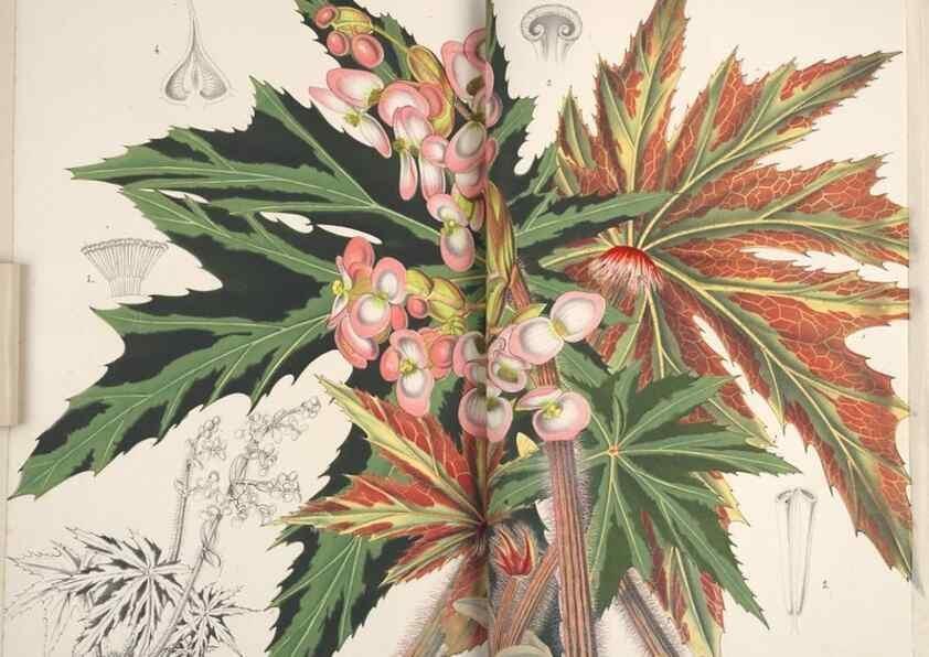 Reproducción/Reproduction 49688202167: L'Illustration horticole :. Gand, Belgium :Imprimerie et lithographie de F. et E. Gyselnyck,1854-1896.. 