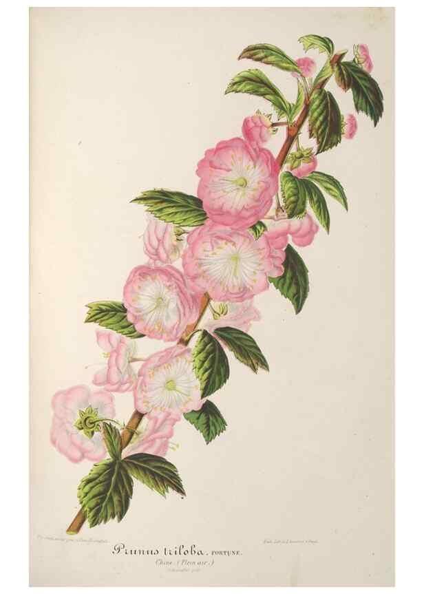 Reproducción/Reproduction 49688202457: L'Illustration horticole :. Gand, Belgium :Imprimerie et lithographie de F. et E. Gyselnyck,1854-1896.. 