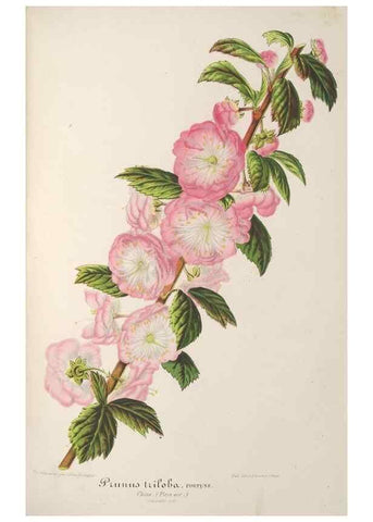 Reproducción/Reproduction 49688202457: L'Illustration horticole :. Gand, Belgium :Imprimerie et lithographie de F. et E. Gyselnyck,1854-1896.. 