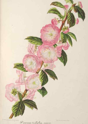 Reproducción/Reproduction 49688202457: L'Illustration horticole :. Gand, Belgium :Imprimerie et lithographie de F. et E. Gyselnyck,1854-1896.. 