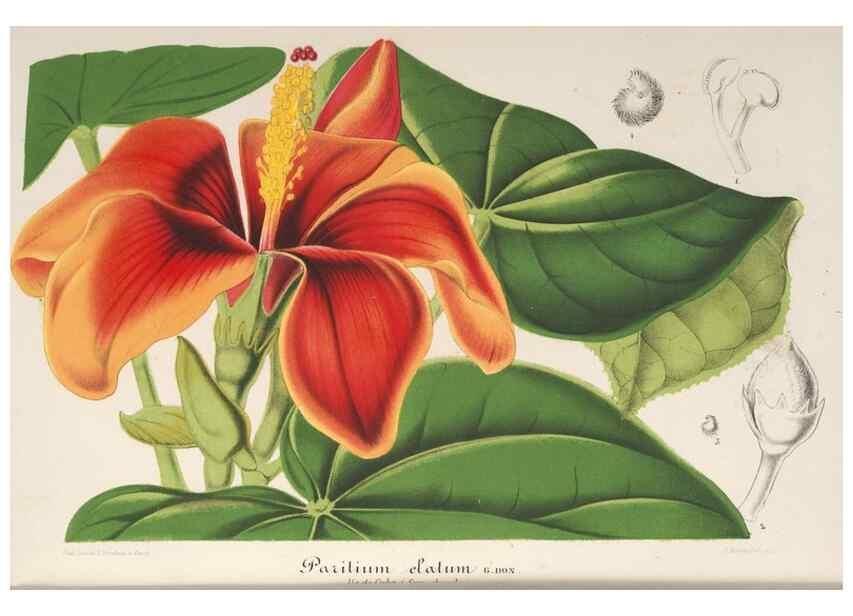 Reproducción/Reproduction 49687366468: L'Illustration horticole :. Gand, Belgium :Imprimerie et lithographie de F. et E. Gyselnyck,1854-1896.. 