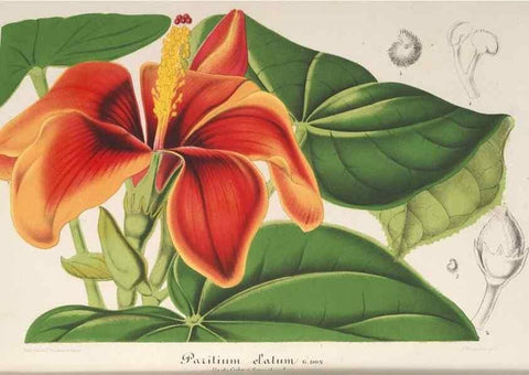 Reproducción/Reproduction 49687366468: L'Illustration horticole :. Gand, Belgium :Imprimerie et lithographie de F. et E. Gyselnyck,1854-1896.. 