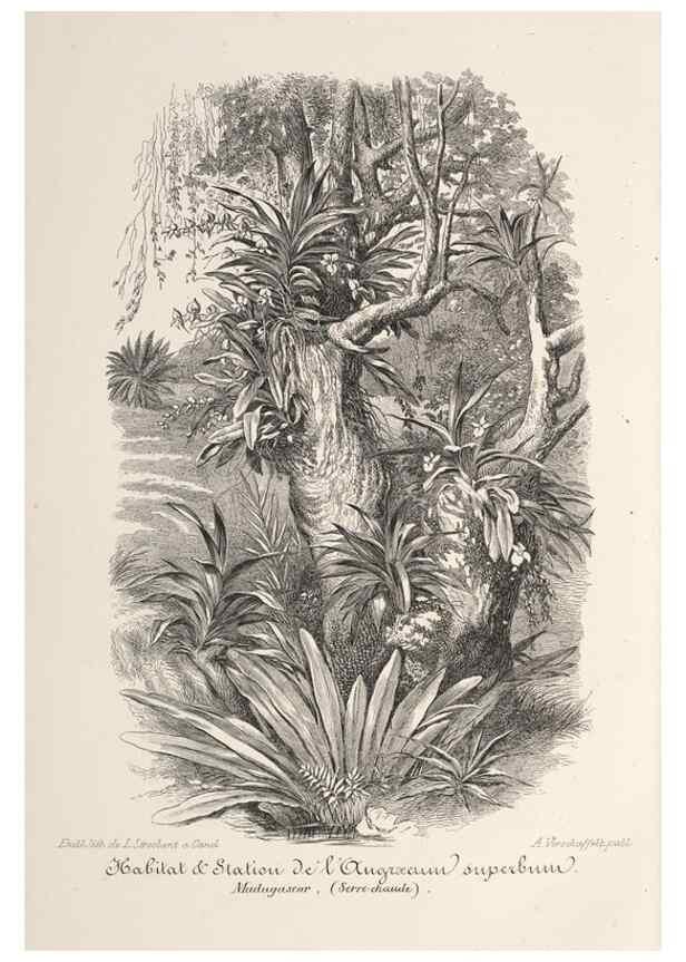 Reproducción/Reproduction 49687366903: L'Illustration horticole :. Gand, Belgium :Imprimerie et lithographie de F. et E. Gyselnyck,1854-1896.. 