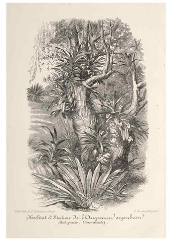 Reproducción/Reproduction 49687366903: L'Illustration horticole :. Gand, Belgium :Imprimerie et lithographie de F. et E. Gyselnyck,1854-1896.. 
