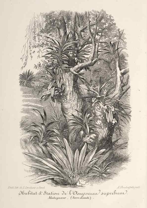 Reproducción/Reproduction 49687366903: L'Illustration horticole :. Gand, Belgium :Imprimerie et lithographie de F. et E. Gyselnyck,1854-1896.. 