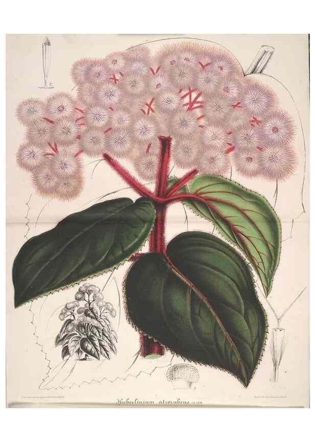 Reproducción/Reproduction 49687400393: L'Illustration horticole :. Gand, Belgium :Imprimerie et lithographie de F. et E. Gyselnyck,1854-1896.. 