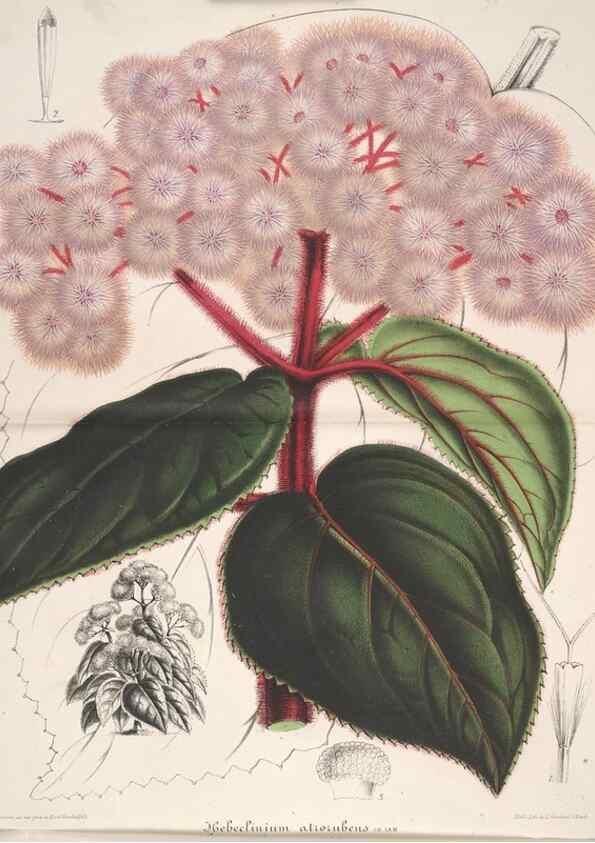Reproducción/Reproduction 49687400393: L'Illustration horticole :. Gand, Belgium :Imprimerie et lithographie de F. et E. Gyselnyck,1854-1896.. 