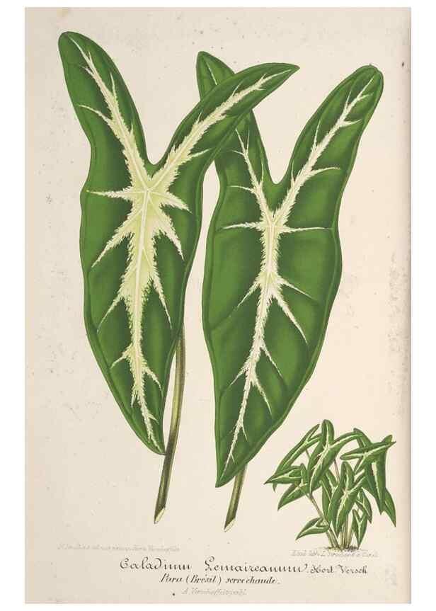 Reproducción/Reproduction 49687400683: L'Illustration horticole :. Gand, Belgium :Imprimerie et lithographie de F. et E. Gyselnyck,1854-1896.. 