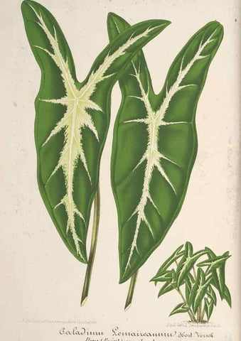 Reproducción/Reproduction 49687400683: L'Illustration horticole :. Gand, Belgium :Imprimerie et lithographie de F. et E. Gyselnyck,1854-1896.. 
