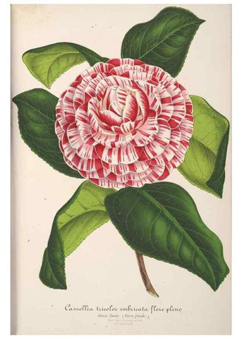 Reproducción/Reproduction 49687933981: L'Illustration horticole :. Gand, Belgium :Imprimerie et lithographie de F. et E. Gyselnyck,1854-1896.. 