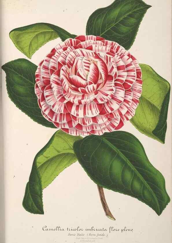 Reproducción/Reproduction 49687933981: L'Illustration horticole :. Gand, Belgium :Imprimerie et lithographie de F. et E. Gyselnyck,1854-1896.. 