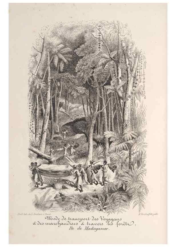 Reproducción/Reproduction 49687401258: L'Illustration horticole :. Gand, Belgium :Imprimerie et lithographie de F. et E. Gyselnyck,1854-1896.. 