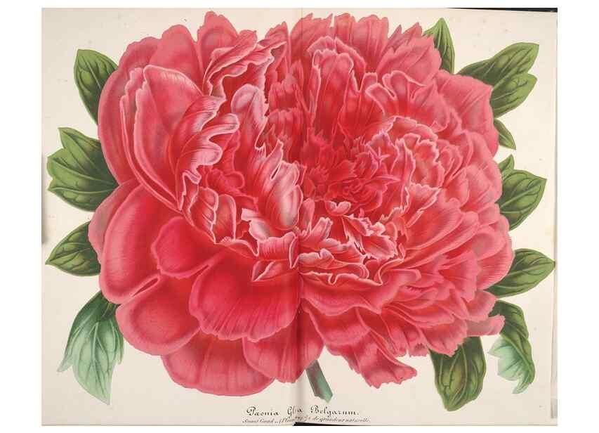 Reproducción/Reproduction 49687934491: L'Illustration horticole :. Gand, Belgium :Imprimerie et lithographie de F. et E. Gyselnyck,1854-1896.. 
