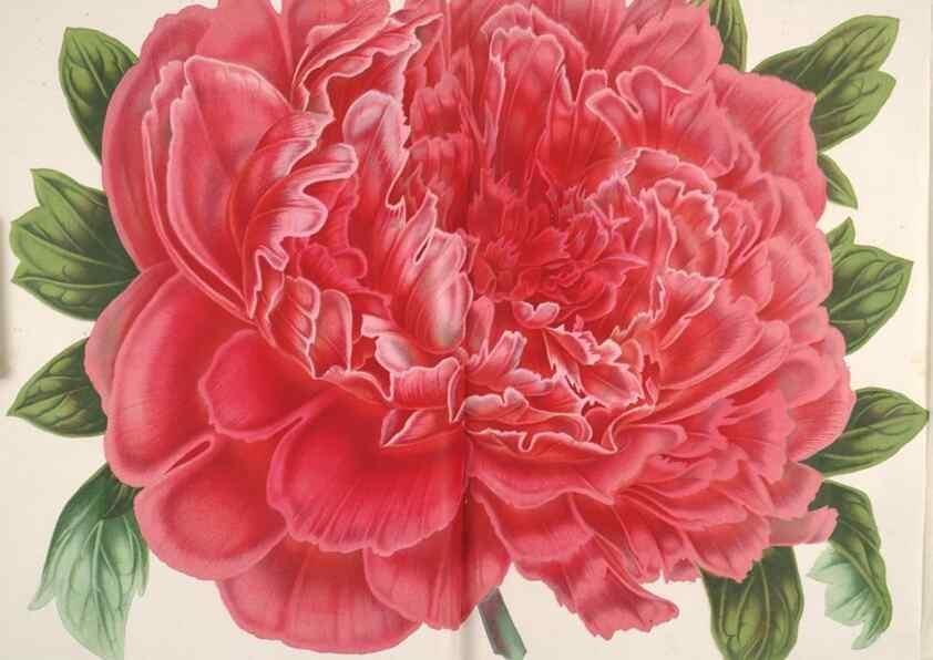 Reproducción/Reproduction 49687934491: L'Illustration horticole :. Gand, Belgium :Imprimerie et lithographie de F. et E. Gyselnyck,1854-1896.. 