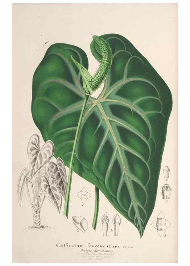 Reproducción/Reproduction 49687401783: L'Illustration horticole :. Gand, Belgium :Imprimerie et lithographie de F. et E. Gyselnyck,1854-1896.. 