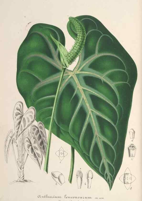 Reproducción/Reproduction 49687401783: L'Illustration horticole :. Gand, Belgium :Imprimerie et lithographie de F. et E. Gyselnyck,1854-1896.. 