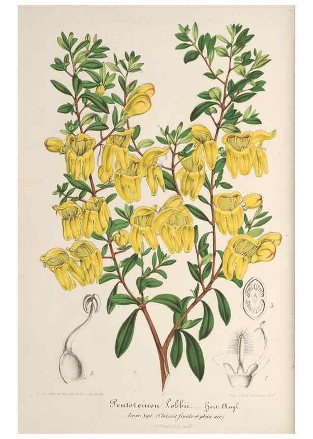 Reproducción/Reproduction 49687402083: L'Illustration horticole :. Gand, Belgium :Imprimerie et lithographie de F. et E. Gyselnyck,1854-1896.. 