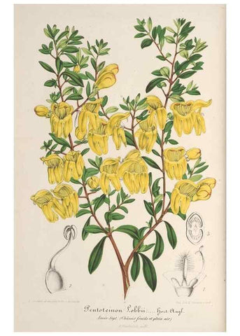 Reproducción/Reproduction 49687402083: L'Illustration horticole :. Gand, Belgium :Imprimerie et lithographie de F. et E. Gyselnyck,1854-1896.. 