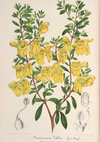 Reproducción/Reproduction 49687402083: L'Illustration horticole :. Gand, Belgium :Imprimerie et lithographie de F. et E. Gyselnyck,1854-1896.. 