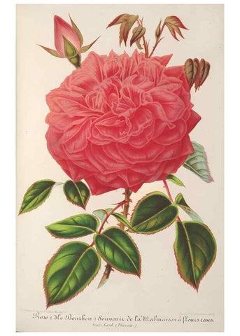 Reproducción/Reproduction 49687364153: L'Illustration horticole :. Gand, Belgium :Imprimerie et lithographie de F. et E. Gyselnyck,1854-1896.. 