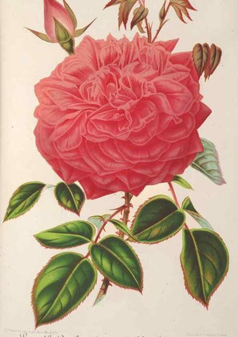 Reproducción/Reproduction 49687364153: L'Illustration horticole :. Gand, Belgium :Imprimerie et lithographie de F. et E. Gyselnyck,1854-1896.. 