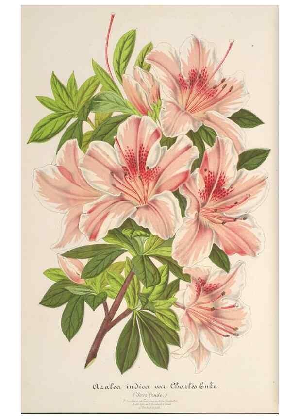 Reproducción/Reproduction 49688199947: L'Illustration horticole :. Gand, Belgium :Imprimerie et lithographie de F. et E. Gyselnyck,1854-1896.. 