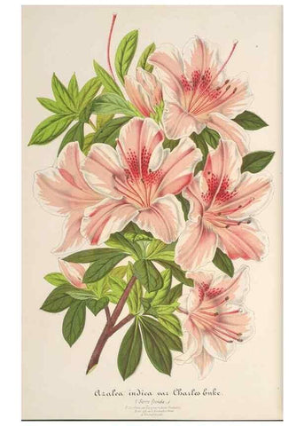 Reproducción/Reproduction 49688199947: L'Illustration horticole :. Gand, Belgium :Imprimerie et lithographie de F. et E. Gyselnyck,1854-1896.. 