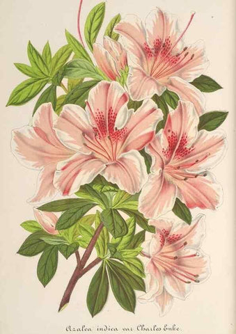 Reproducción/Reproduction 49688199947: L'Illustration horticole :. Gand, Belgium :Imprimerie et lithographie de F. et E. Gyselnyck,1854-1896.. 