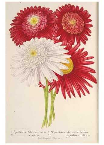 Reproducción/Reproduction 49687363468: L'Illustration horticole :. Gand, Belgium :Imprimerie et lithographie de F. et E. Gyselnyck,1854-1896.. 