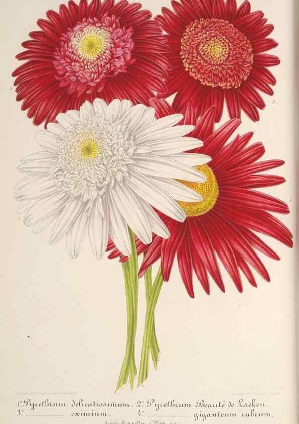 Reproducción/Reproduction 49687363468: L'Illustration horticole :. Gand, Belgium :Imprimerie et lithographie de F. et E. Gyselnyck,1854-1896.. 