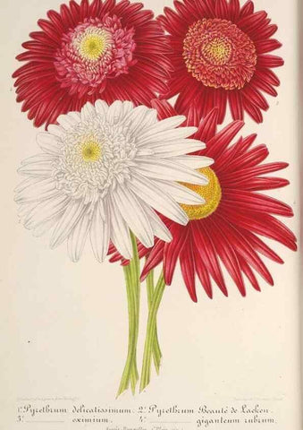 Reproducción/Reproduction 49687363468: L'Illustration horticole :. Gand, Belgium :Imprimerie et lithographie de F. et E. Gyselnyck,1854-1896.. 