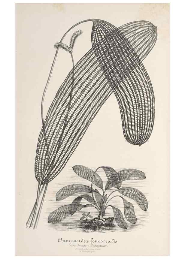 Reproducción/Reproduction 49687895661: L'Illustration horticole :. Gand, Belgium :Imprimerie et lithographie de F. et E. Gyselnyck,1854-1896.. 