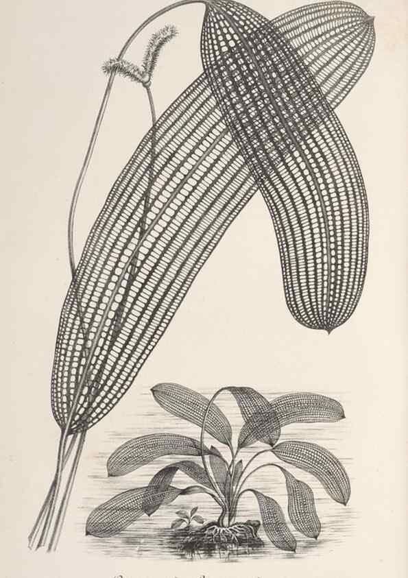 Reproducción/Reproduction 49687895661: L'Illustration horticole :. Gand, Belgium :Imprimerie et lithographie de F. et E. Gyselnyck,1854-1896.. 