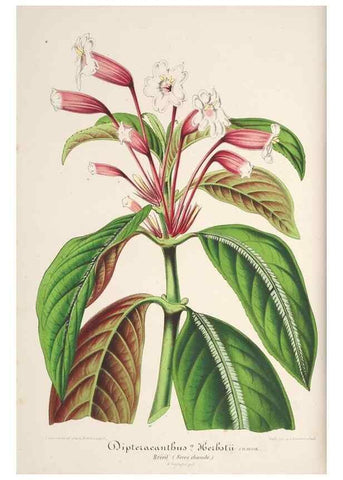 Reproducción/Reproduction 49687356193: L'Illustration horticole :. Gand, Belgium :Imprimerie et lithographie de F. et E. Gyselnyck,1854-1896.. 