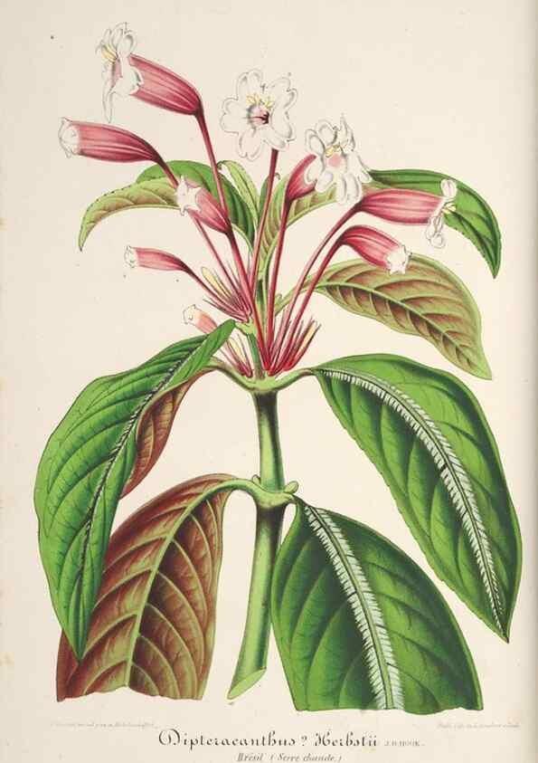 Reproducción/Reproduction 49687356193: L'Illustration horticole :. Gand, Belgium :Imprimerie et lithographie de F. et E. Gyselnyck,1854-1896.. 