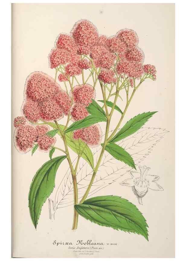 Reproducción/Reproduction 49688192637: L'Illustration horticole :. Gand, Belgium :Imprimerie et lithographie de F. et E. Gyselnyck,1854-1896.. 