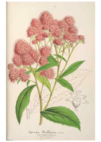 Reproducción/Reproduction 49688192637: L'Illustration horticole :. Gand, Belgium :Imprimerie et lithographie de F. et E. Gyselnyck,1854-1896.. 