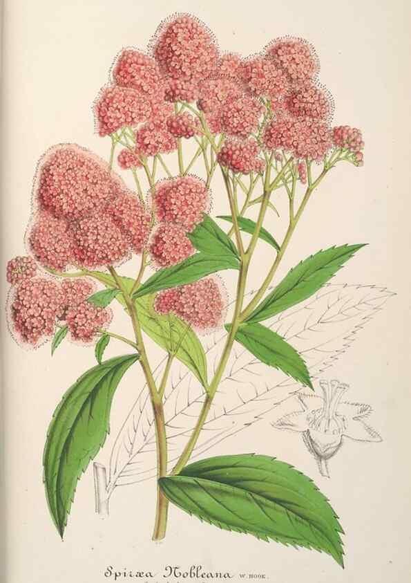 Reproducción/Reproduction 49688192637: L'Illustration horticole :. Gand, Belgium :Imprimerie et lithographie de F. et E. Gyselnyck,1854-1896.. 