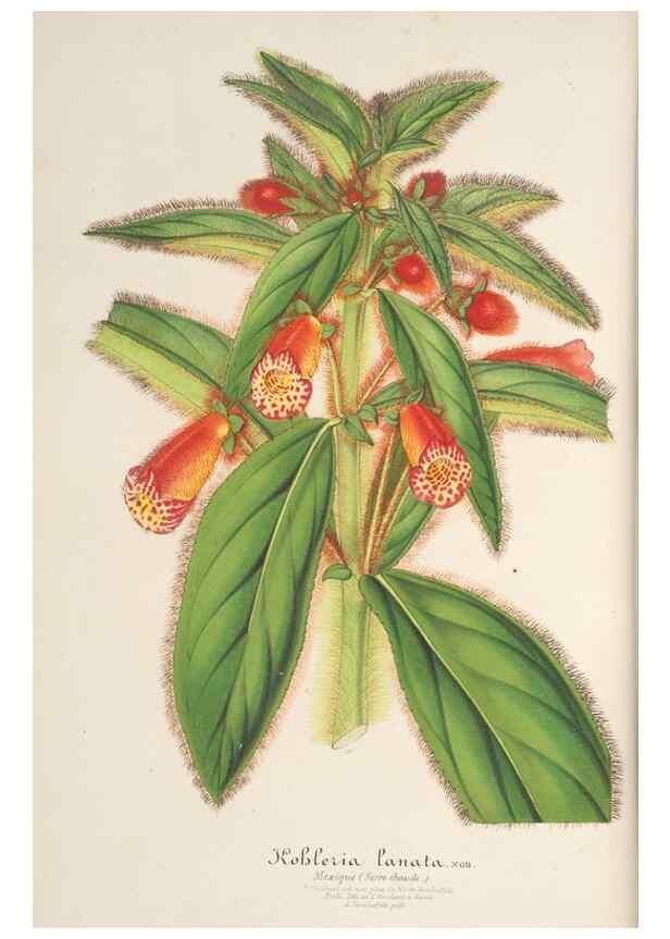 Reproducción/Reproduction 49687357158: L'Illustration horticole :. Gand, Belgium :Imprimerie et lithographie de F. et E. Gyselnyck,1854-1896.. 