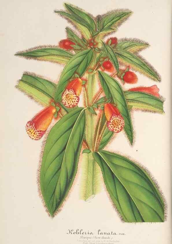 Reproducción/Reproduction 49687357158: L'Illustration horticole :. Gand, Belgium :Imprimerie et lithographie de F. et E. Gyselnyck,1854-1896.. 