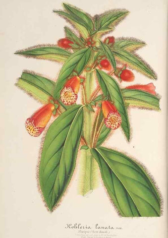 Reproducción/Reproduction 49687357158: L'Illustration horticole :. Gand, Belgium :Imprimerie et lithographie de F. et E. Gyselnyck,1854-1896.. 