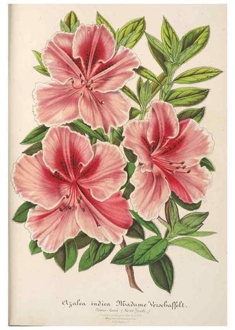 Reproducción/Reproduction 49688193827: L'Illustration horticole :. Gand, Belgium :Imprimerie et lithographie de F. et E. Gyselnyck,1854-1896.. 
