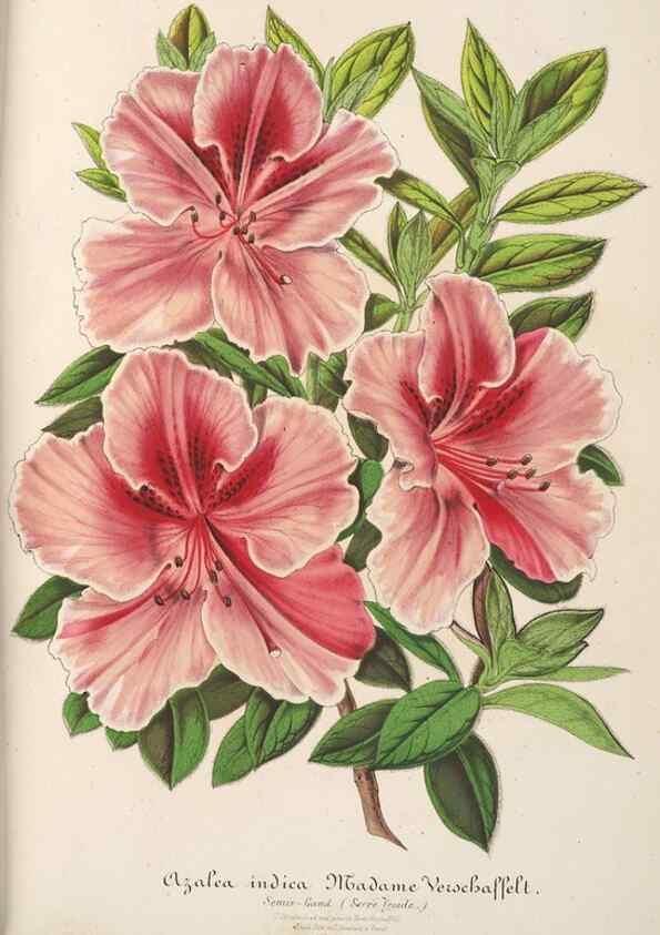 Reproducción/Reproduction 49688193827: L'Illustration horticole :. Gand, Belgium :Imprimerie et lithographie de F. et E. Gyselnyck,1854-1896.. 