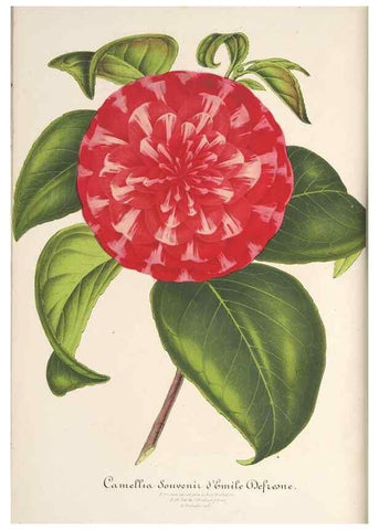 Reproducción/Reproduction 49687891006: L'Illustration horticole :. Gand, Belgium :Imprimerie et lithographie de F. et E. Gyselnyck,1854-1896.. 
