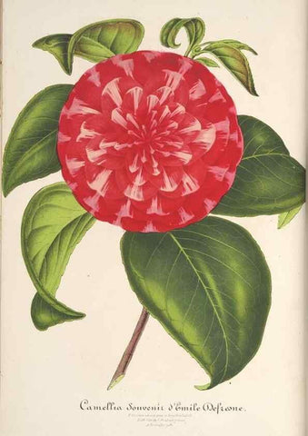 Reproducción/Reproduction 49687891006: L'Illustration horticole :. Gand, Belgium :Imprimerie et lithographie de F. et E. Gyselnyck,1854-1896.. 