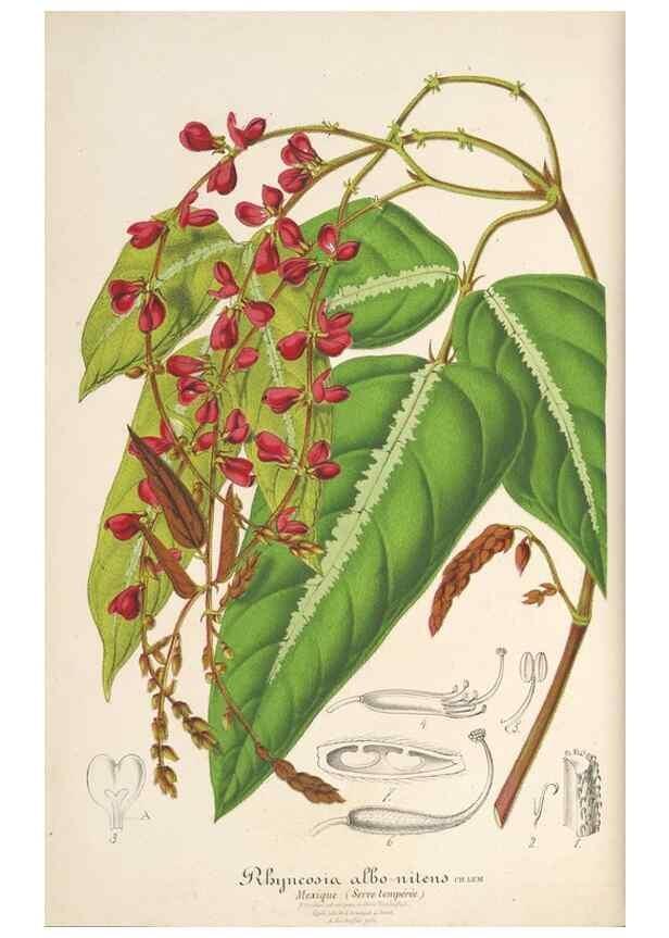 Reproducción/Reproduction 49688195092: L'Illustration horticole :. Gand, Belgium :Imprimerie et lithographie de F. et E. Gyselnyck,1854-1896.. 