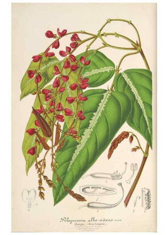 Reproducción/Reproduction 49688195092: L'Illustration horticole :. Gand, Belgium :Imprimerie et lithographie de F. et E. Gyselnyck,1854-1896.. 