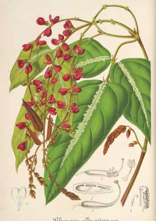 Reproducción/Reproduction 49688195092: L'Illustration horticole :. Gand, Belgium :Imprimerie et lithographie de F. et E. Gyselnyck,1854-1896.. 